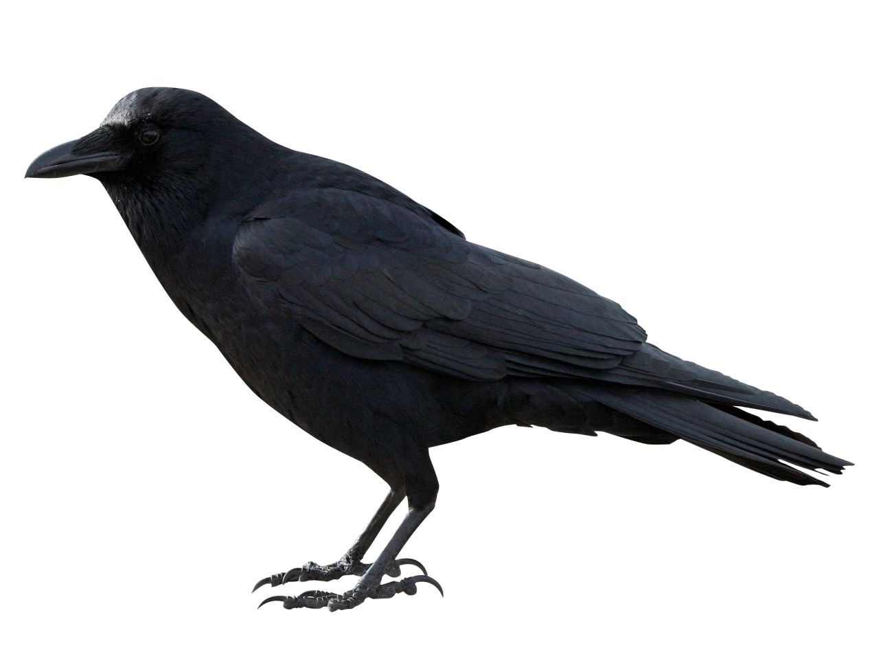 Raven PNG    图片编号:71434