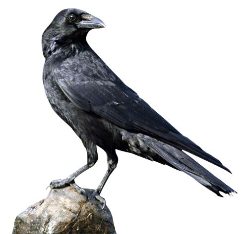 Raven PNG    图片编号:71441