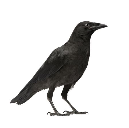 Raven PNG    图片编号:71445