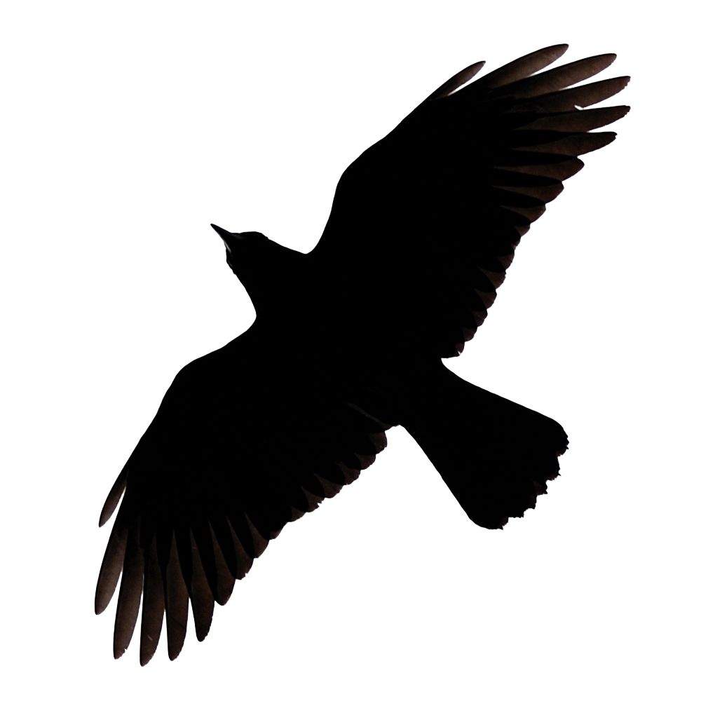 Raven PNG    图片编号:71451