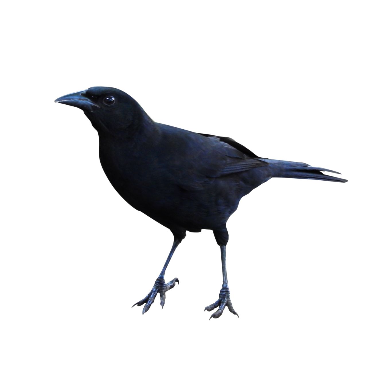 Raven PNG    图片编号:71454