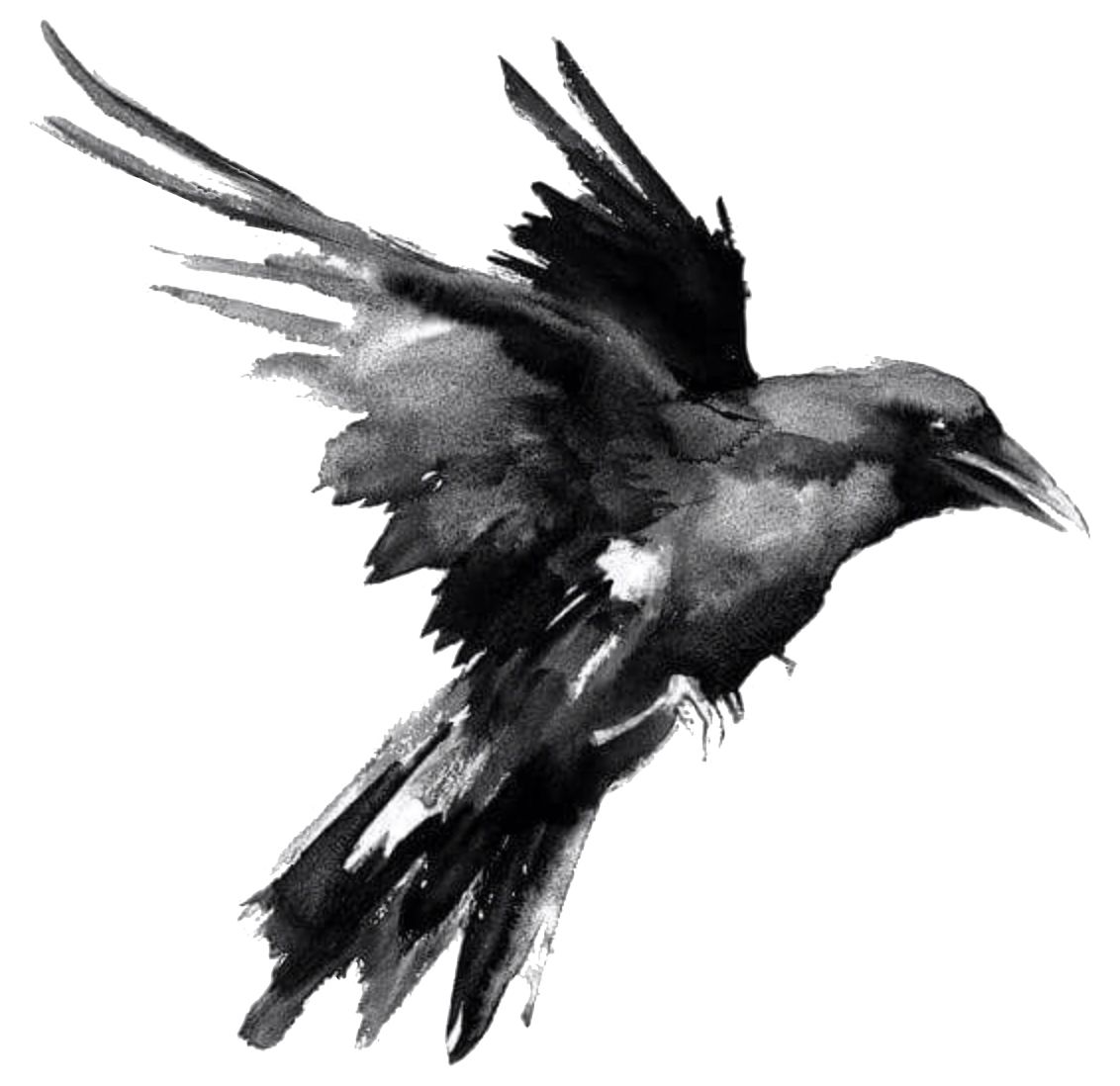 Raven PNG    图片编号:71460
