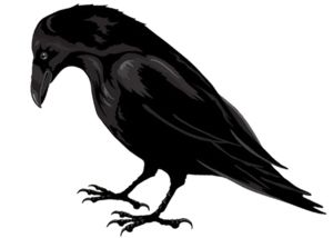 Raven PNG    图片编号:71472