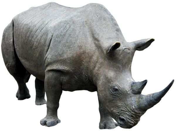 Rhino PNG    图片编号:24790
