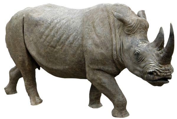 Rhino PNG    图片编号:24791