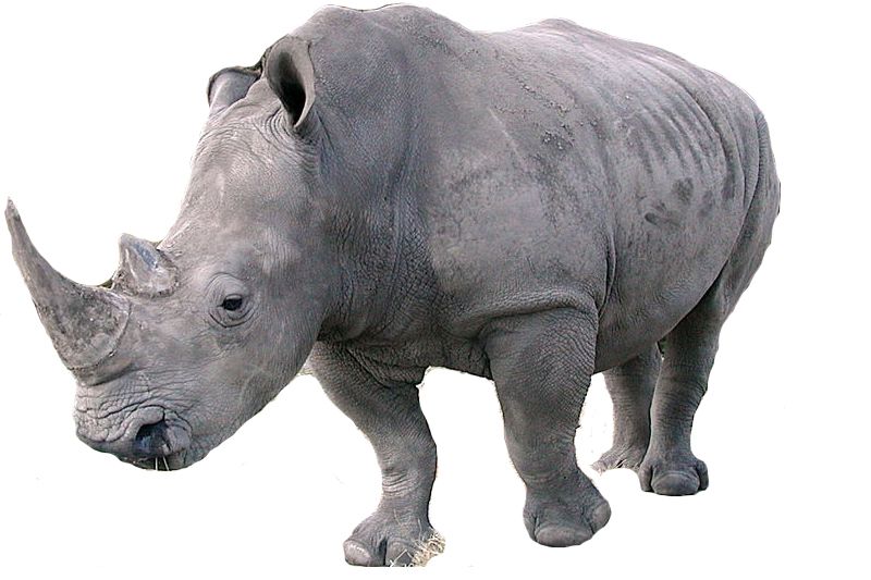 Rhino PNG    图片编号:24792