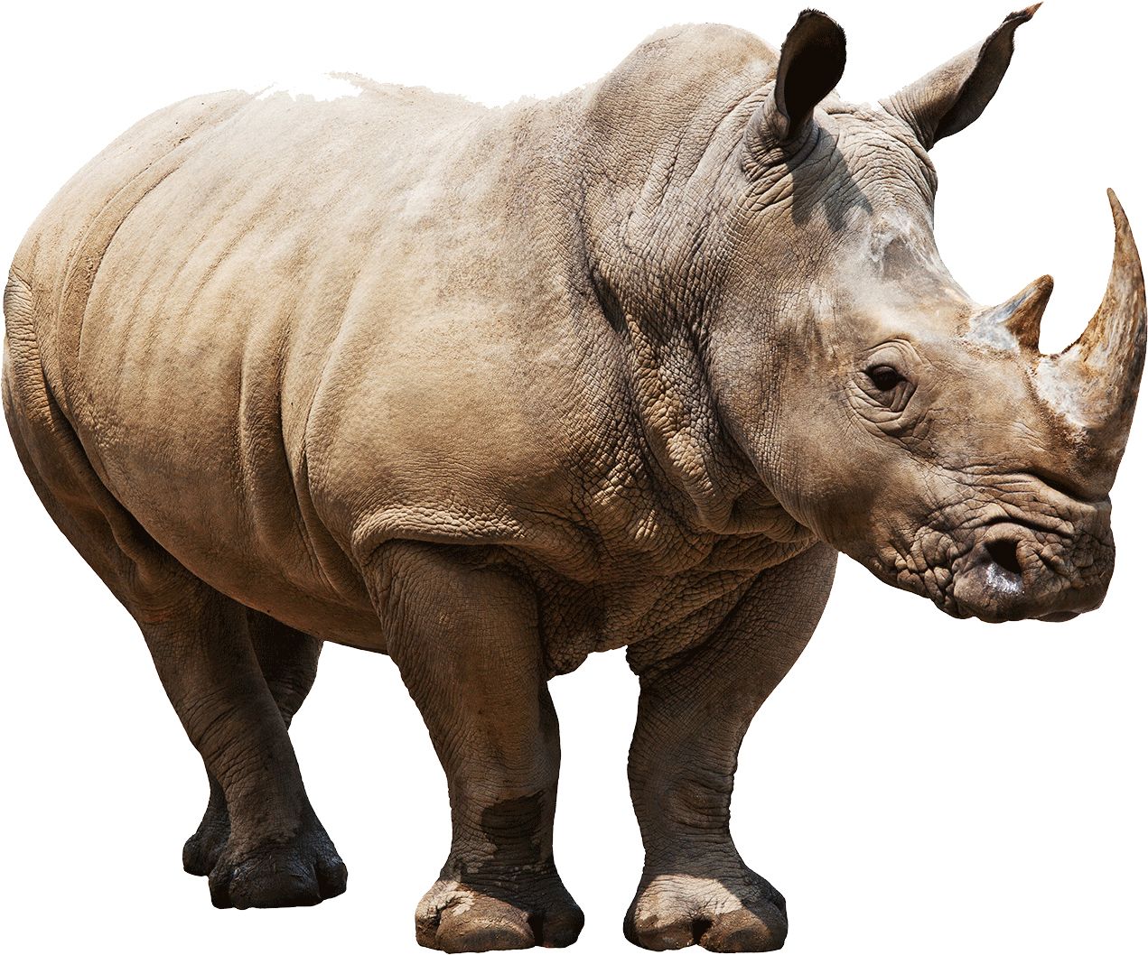 Rhino PNG    图片编号:24795