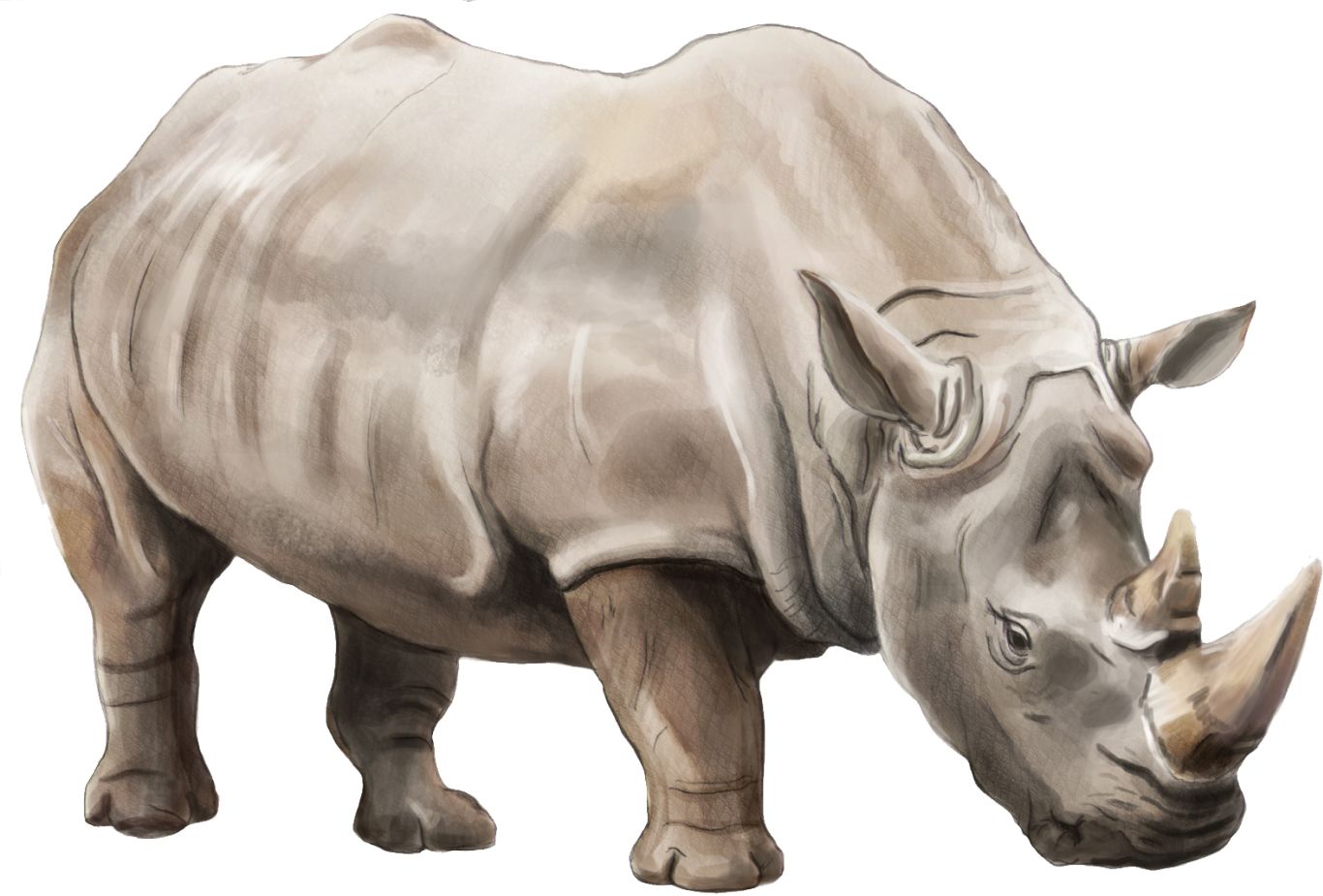 Rhino PNG    图片编号:24797
