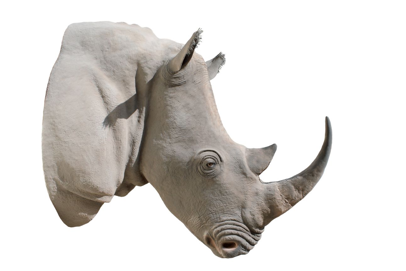 Rhino PNG    图片编号:24798