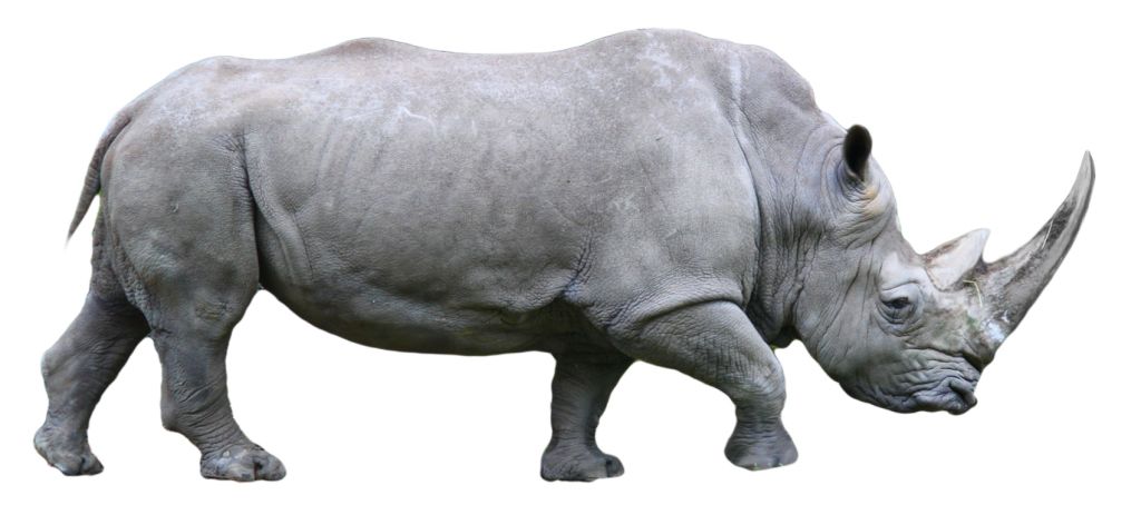Rhino PNG    图片编号:24800