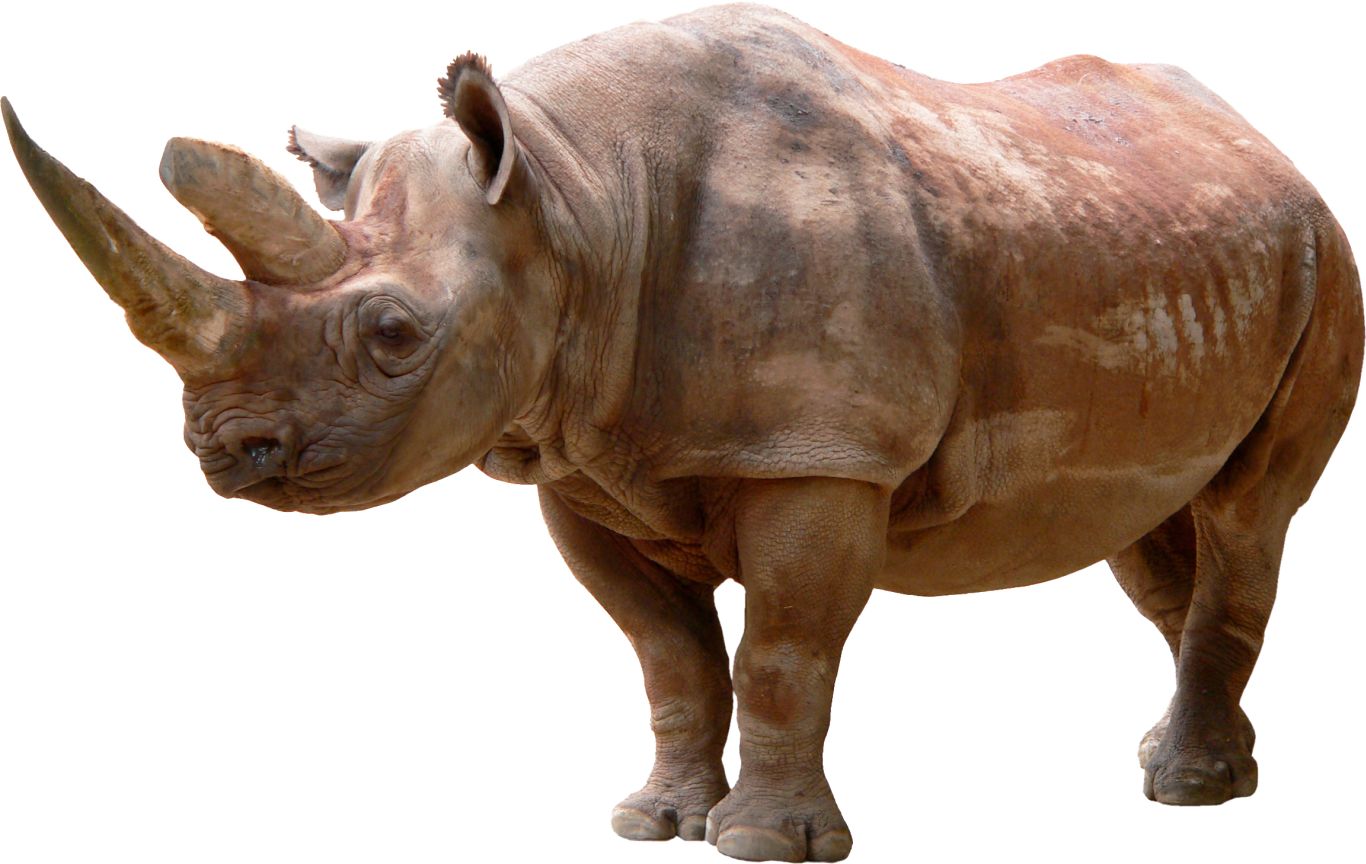 Rhino PNG    图片编号:24780