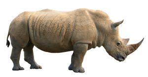 Rhino PNG    图片编号:24810