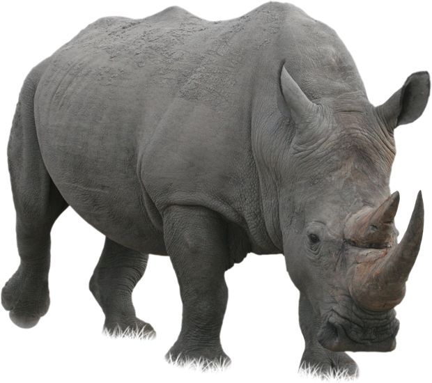 Rhino PNG    图片编号:24812