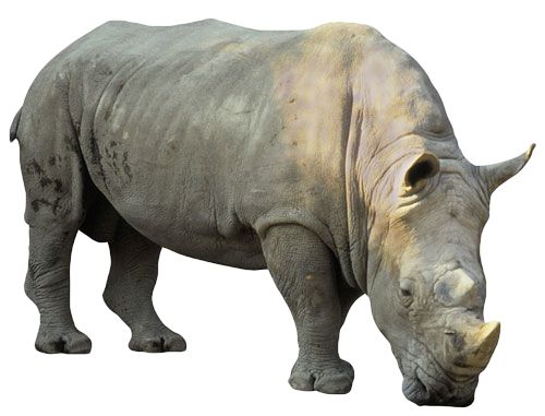 Rhino PNG    图片编号:24813
