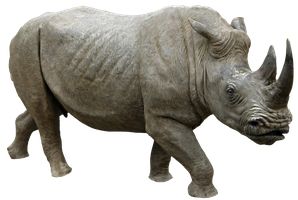 Rhino PNG    图片编号:24815