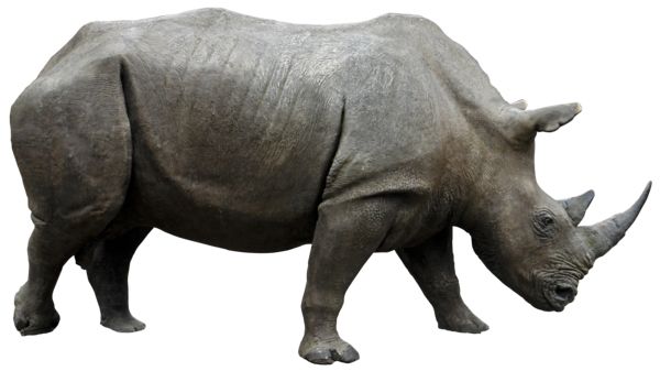 Rhino PNG    图片编号:24817