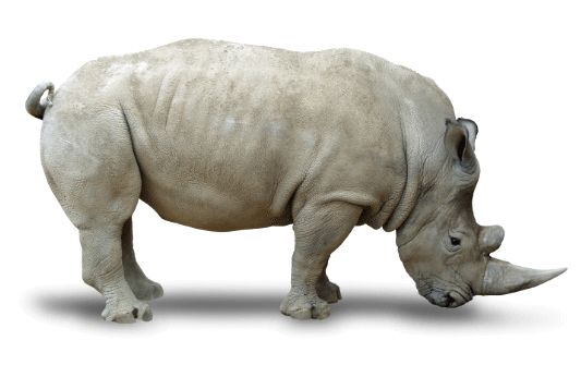 Rhino PNG    图片编号:24818