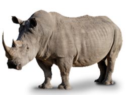 Rhino PNG    图片编号:24783
