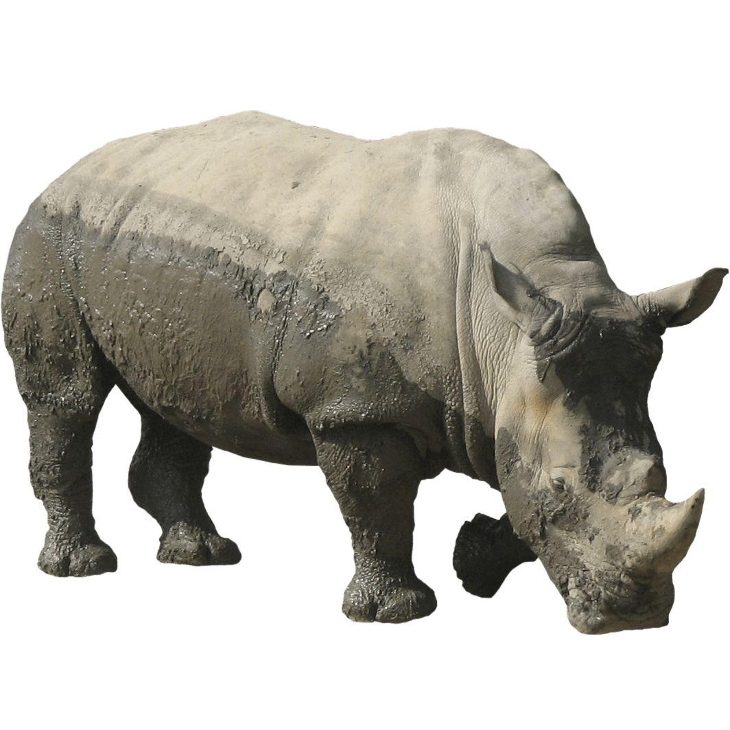 Rhino PNG    图片编号:24784