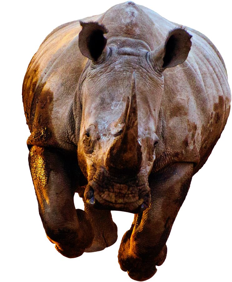 Rhino PNG    图片编号:24785