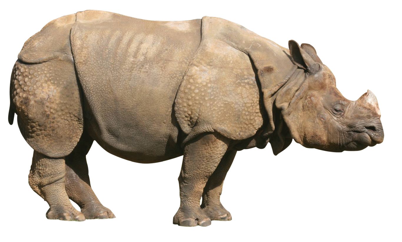 Rhino PNG    图片编号:24786