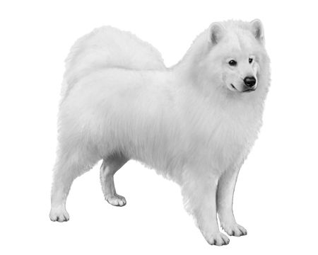 Samoyed PNG    图片编号:72845