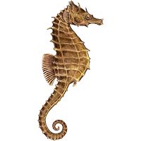 Seahorse PNG    图片编号:37404