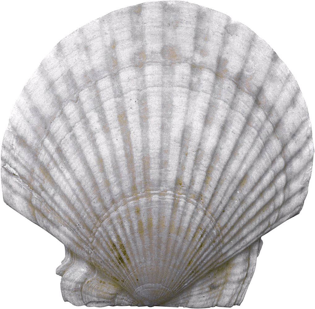 Seashell PNG    图片编号:37073