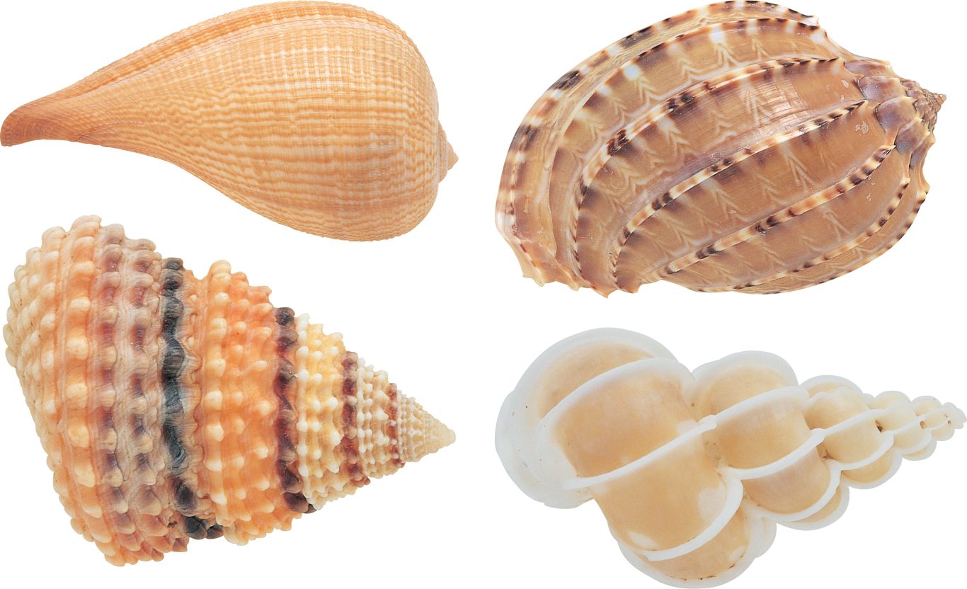 Seashell PNG    图片编号:37082