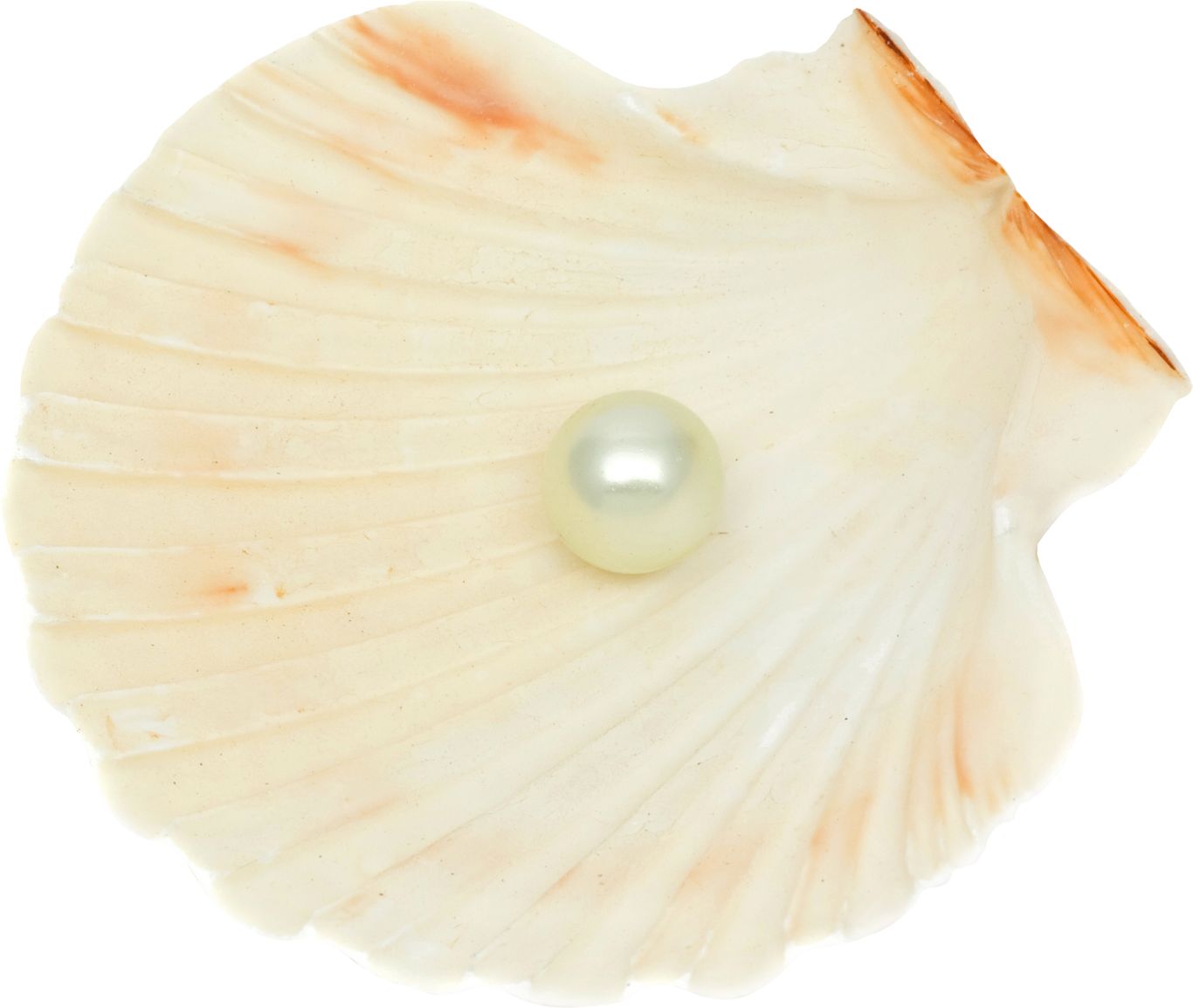 Seashell PNG    图片编号:37084
