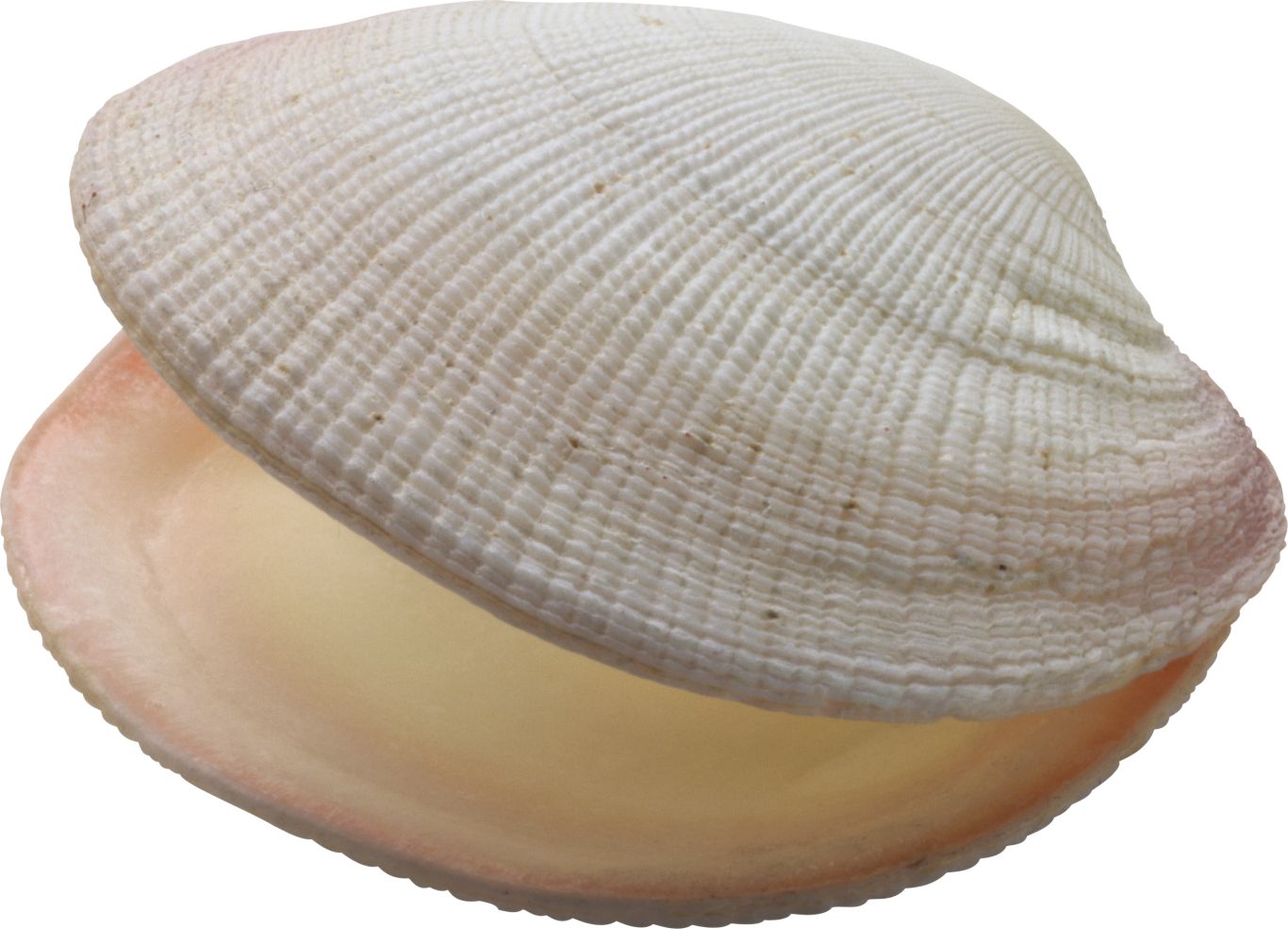 Seashell PNG    图片编号:37085