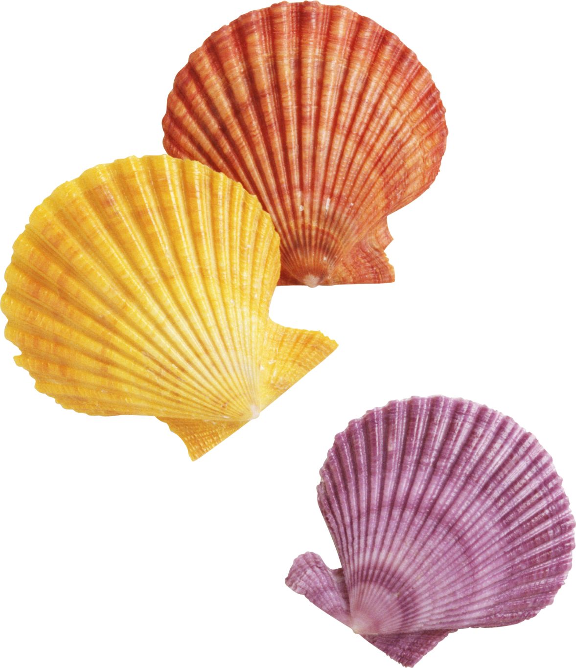 Seashell PNG    图片编号:37086