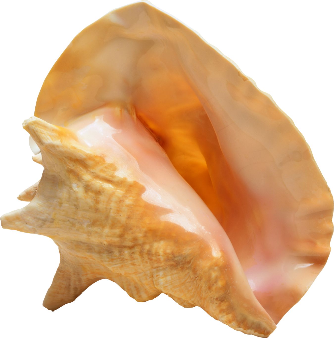 Seashell PNG    图片编号:37087