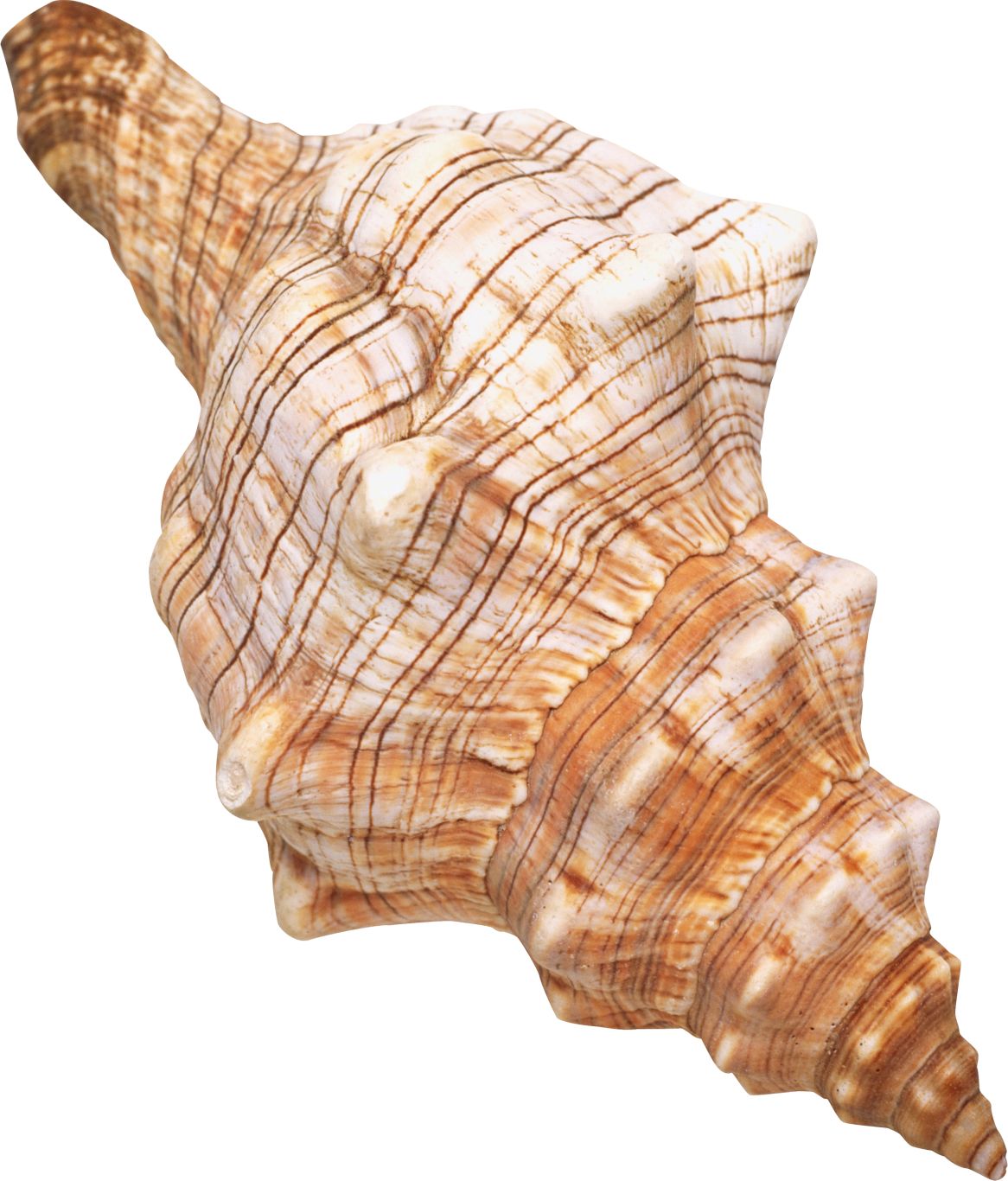 Seashell PNG    图片编号:37088