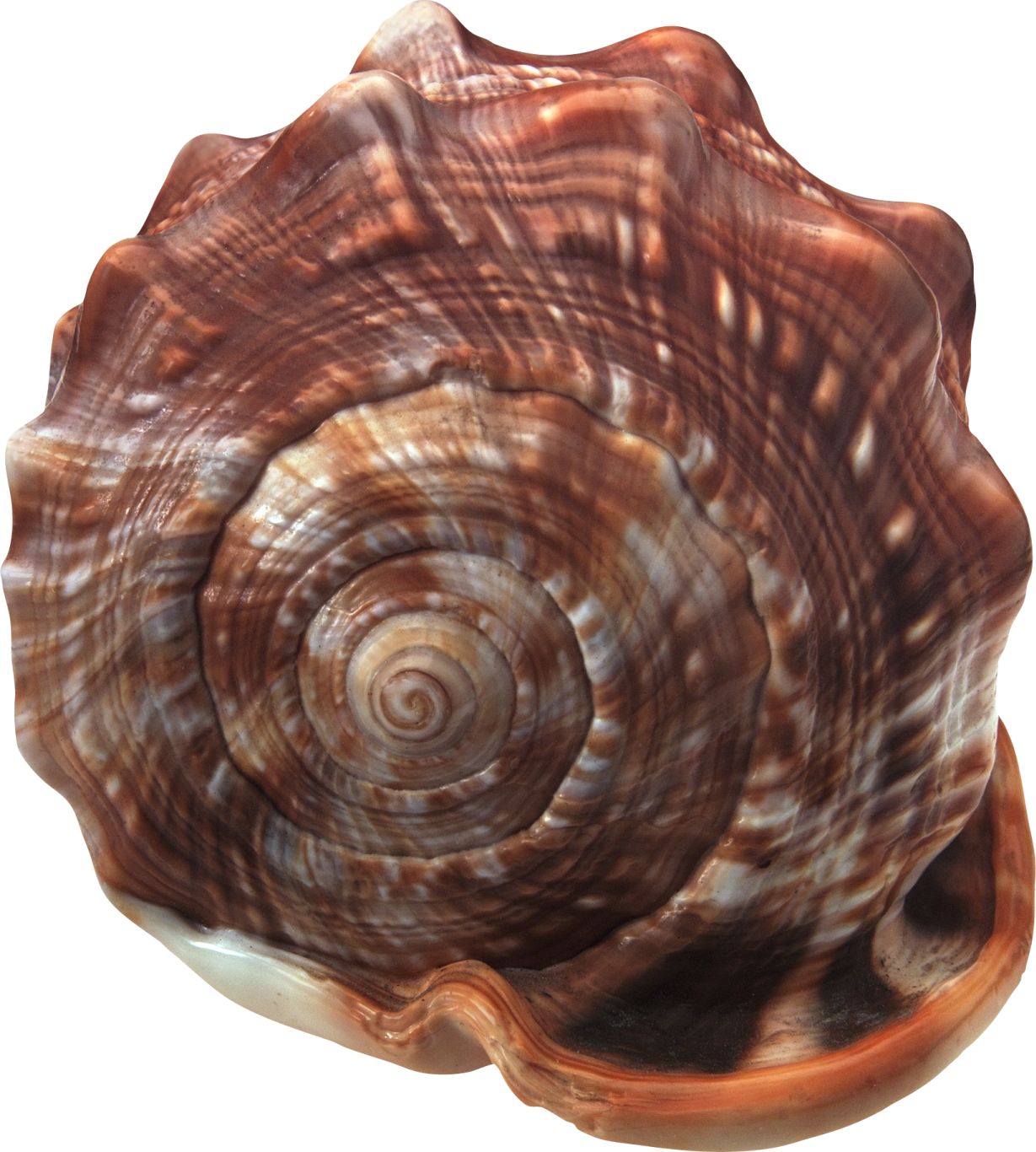 Seashell PNG    图片编号:37089
