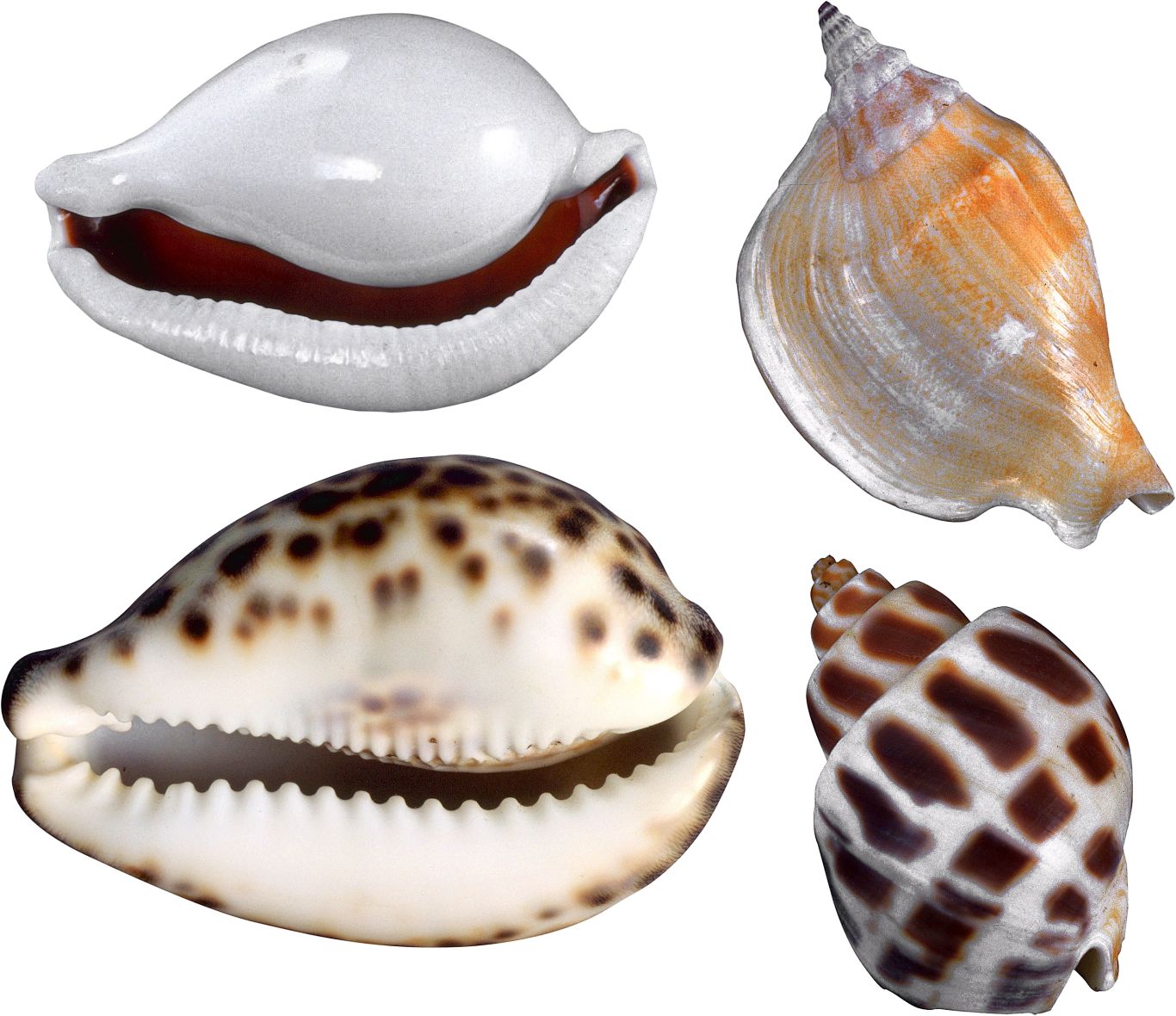 Seashell PNG    图片编号:37091