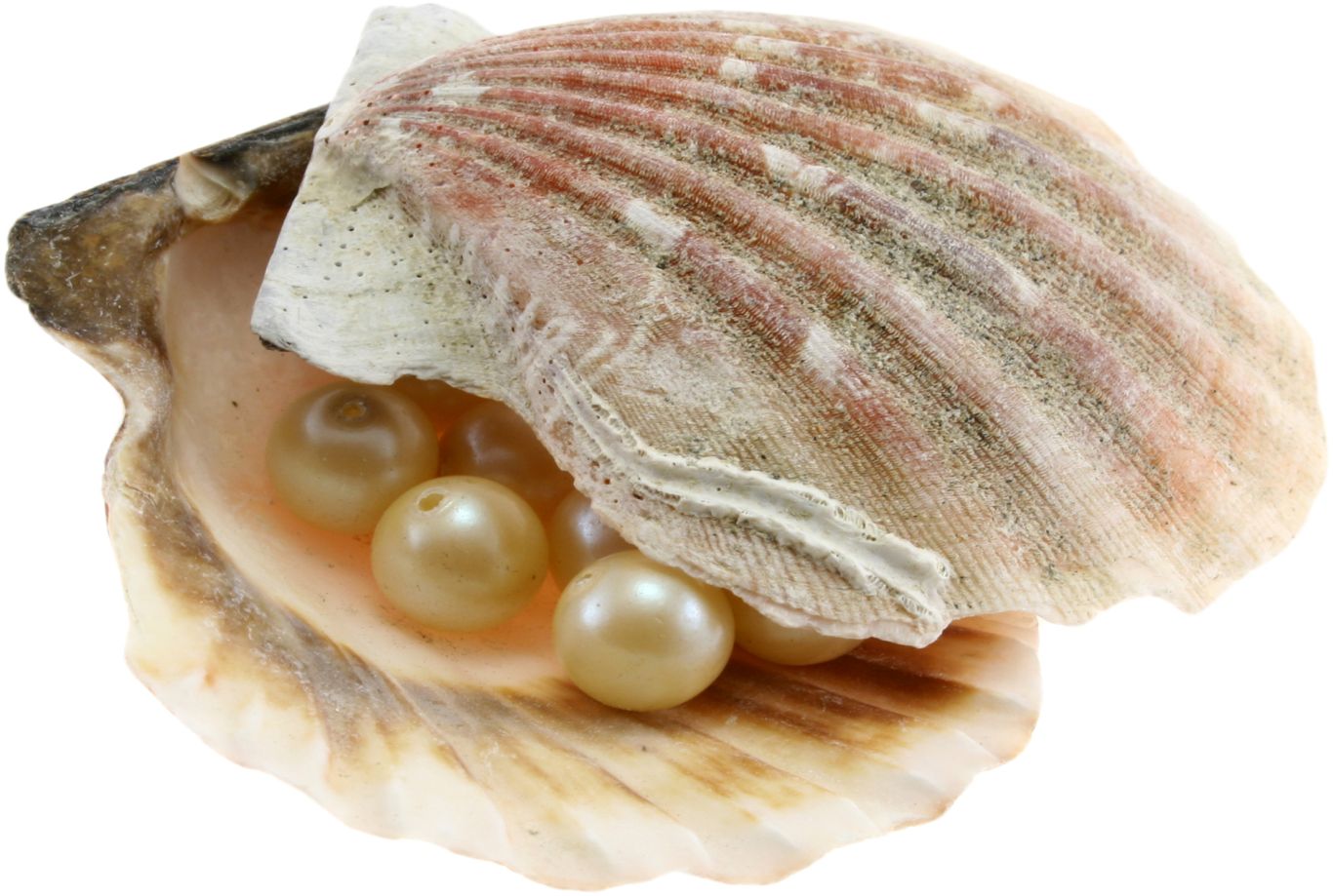 Seashell PNG    图片编号:37074