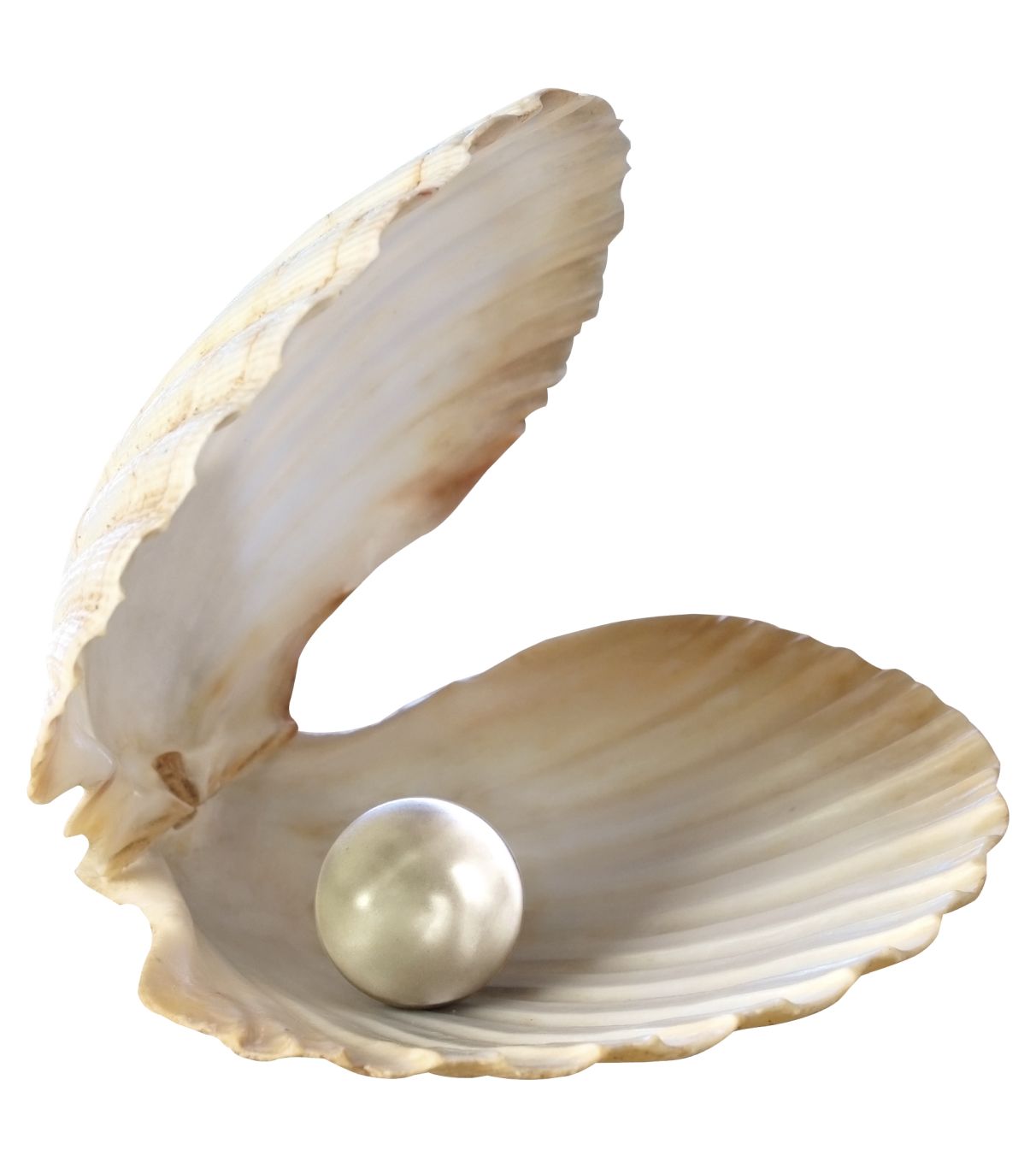 Seashell PNG    图片编号:37093