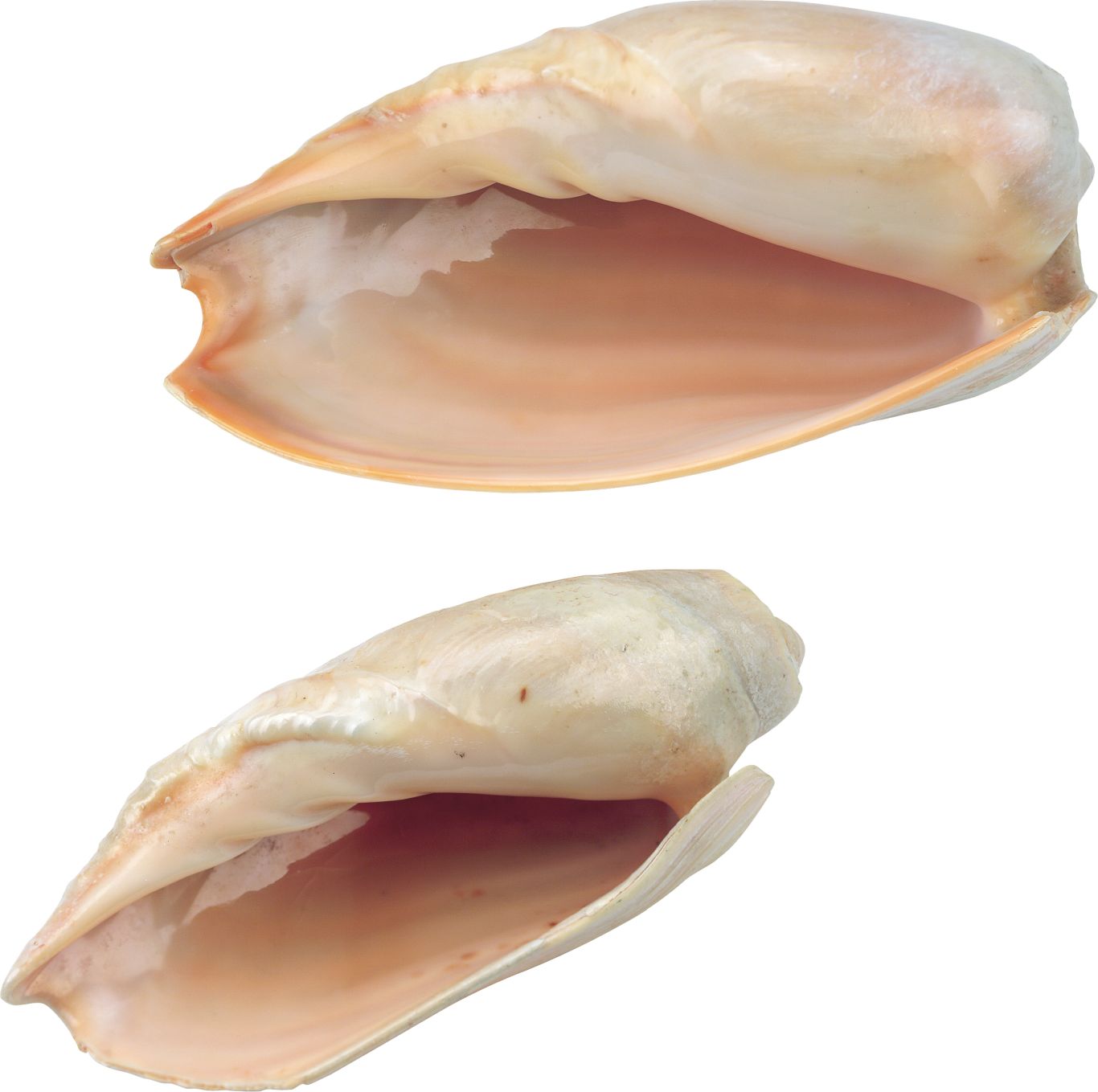 Seashell PNG    图片编号:37096