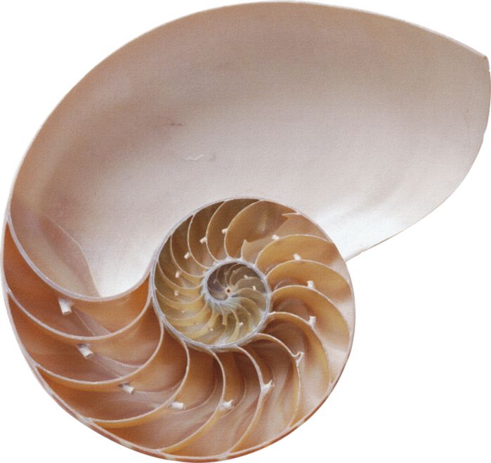 Seashell PNG    图片编号:37099