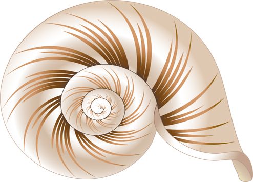 Seashell PNG    图片编号:37100