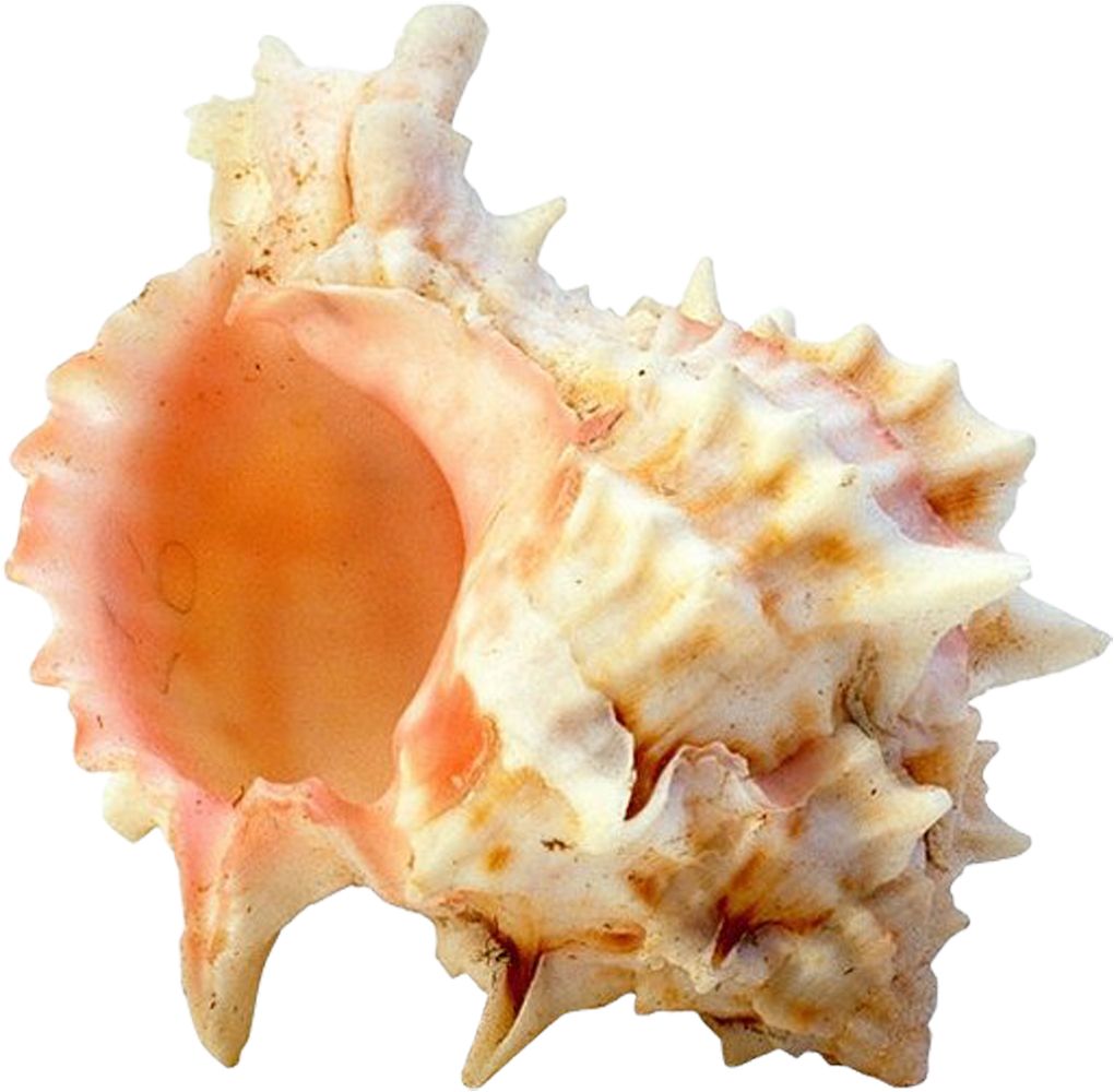 Seashell PNG    图片编号:37101