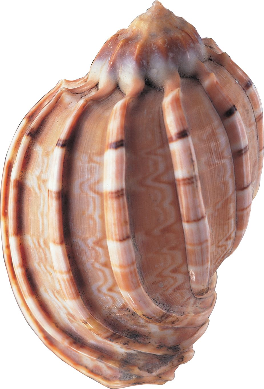 Seashell PNG    图片编号:37075