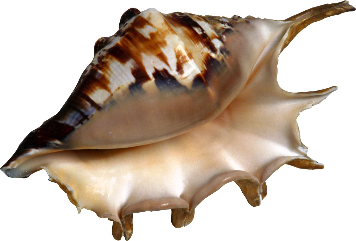 Seashell PNG    图片编号:37102
