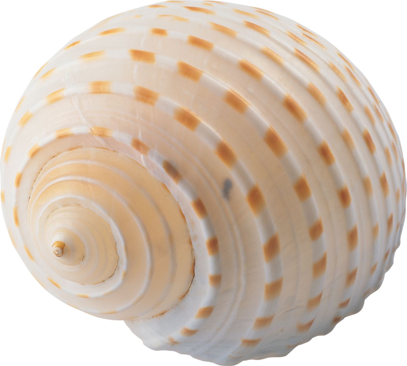 Seashell PNG    图片编号:37103