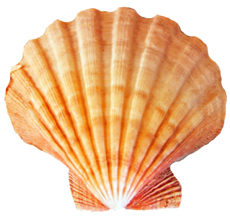 Seashell PNG    图片编号:37104
