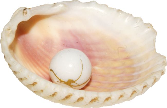 Seashell PNG    图片编号:37107