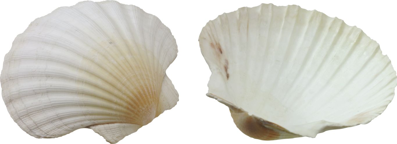 Seashell PNG    图片编号:37108