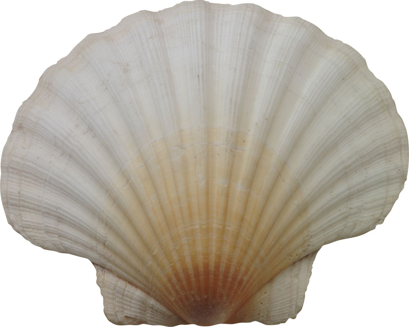 Seashell PNG    图片编号:37109