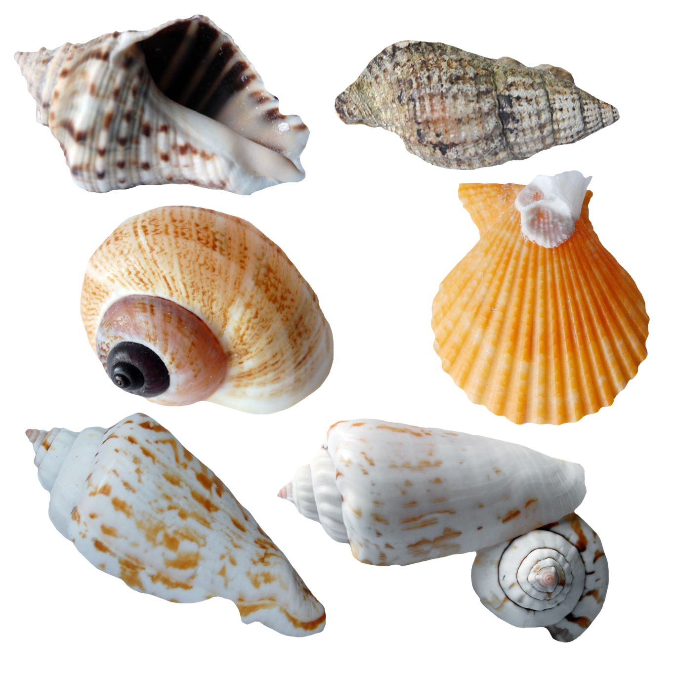 Seashell PNG    图片编号:37111